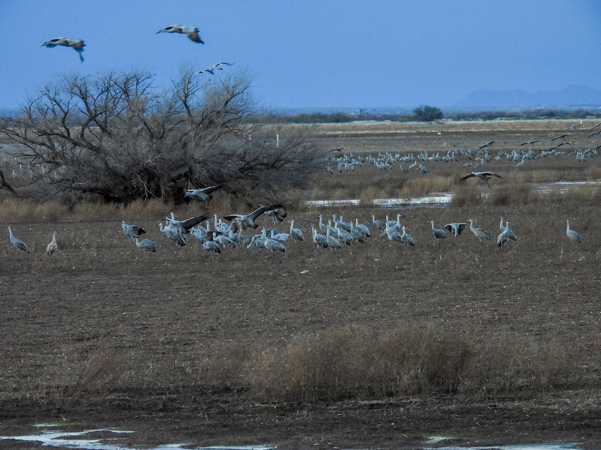 Журавель канадський - ML649127723