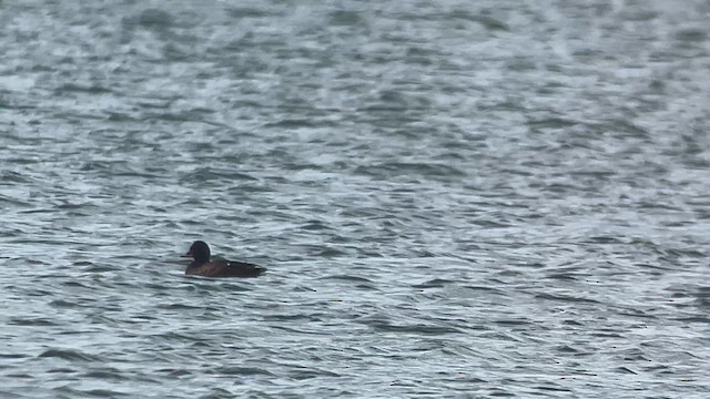 Velvet Scoter - ML649127947