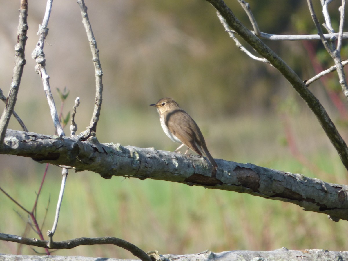 Swainson's Thrush - ML64912801