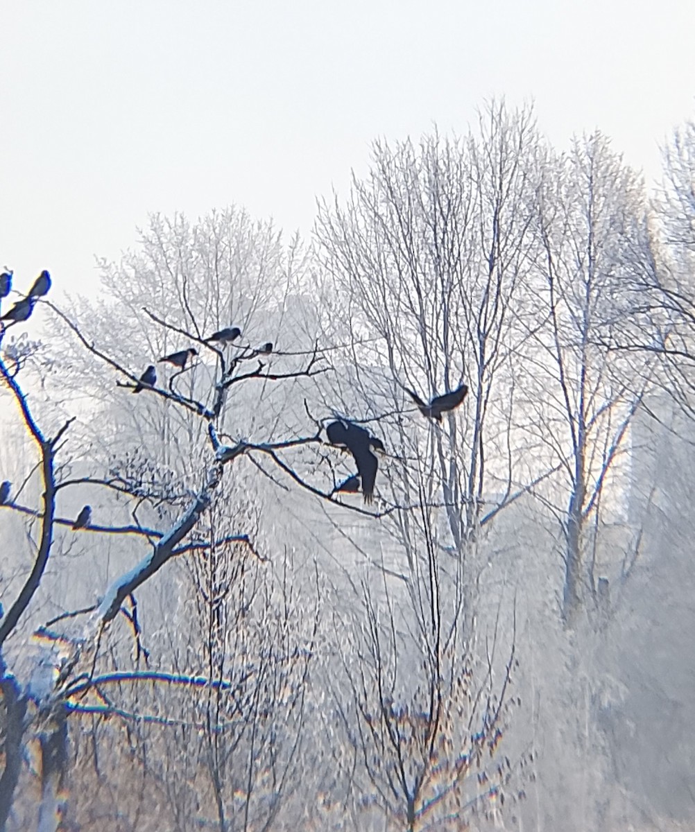 Common Raven - ML649128077