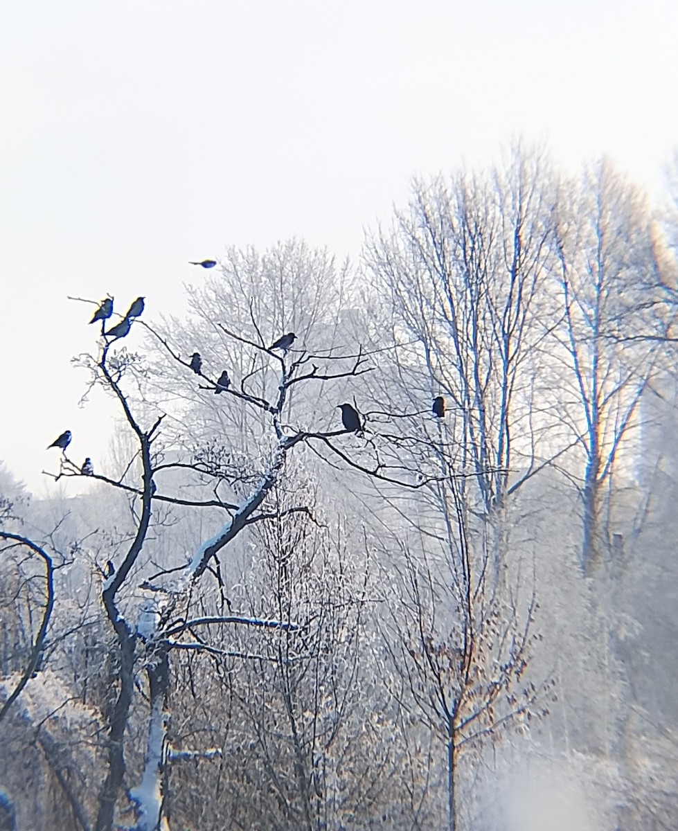 Common Raven - ML649128081