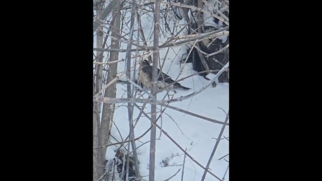 Merlin - ML649128090