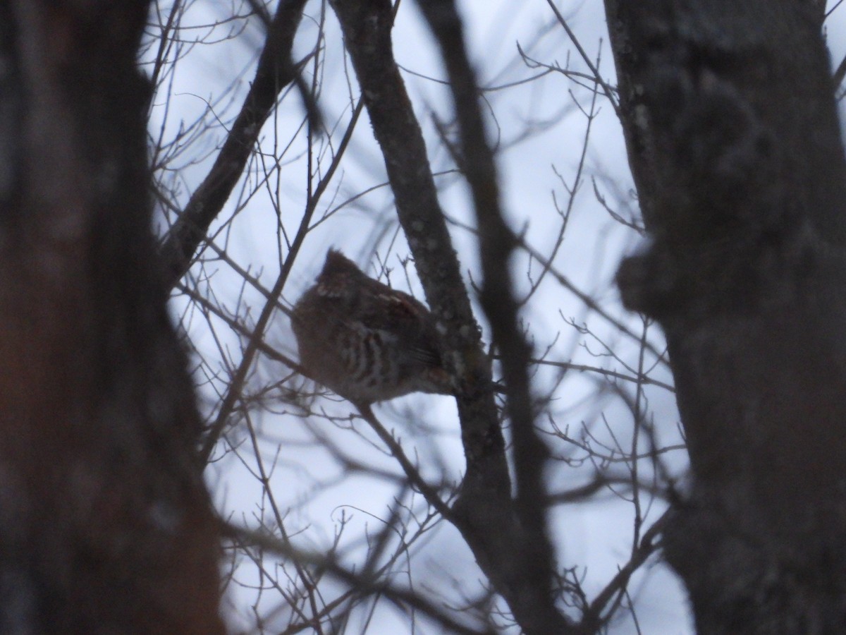 jeřábek kanadský - ML649128140