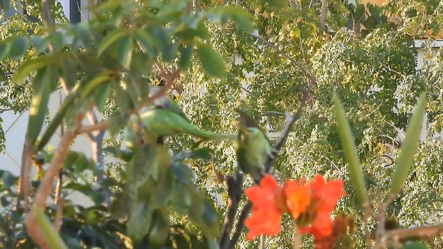 Alexandrine Parakeet - ML649128497