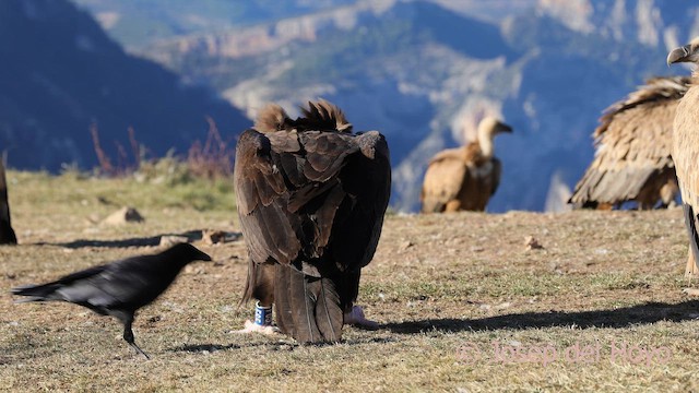 Common Raven - ML649128515