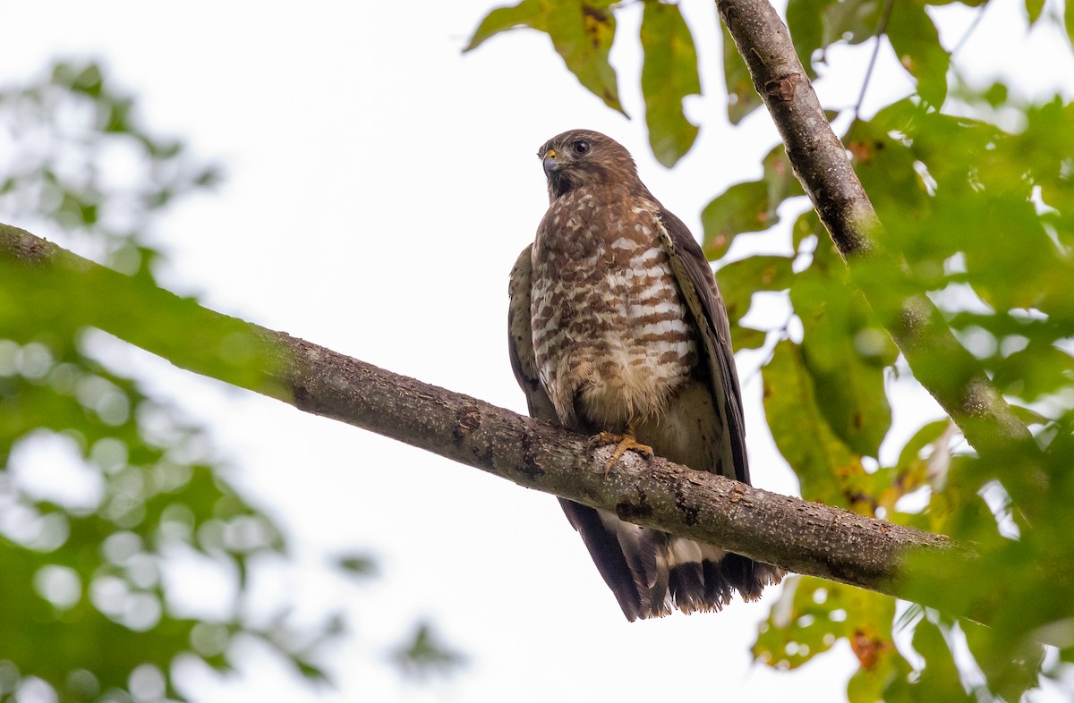 káně širokokřídlá - ML649128762