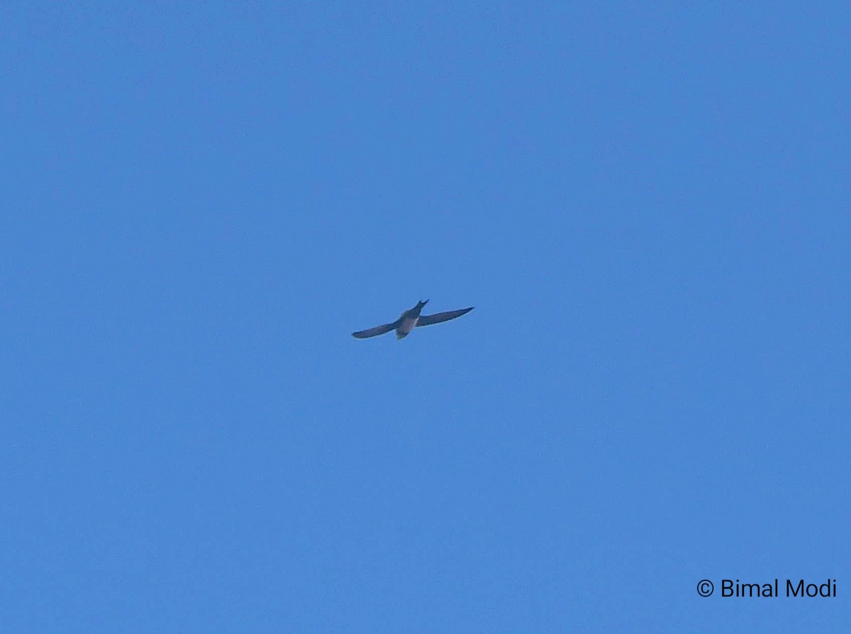 Белобрюхий стриж - ML649128778