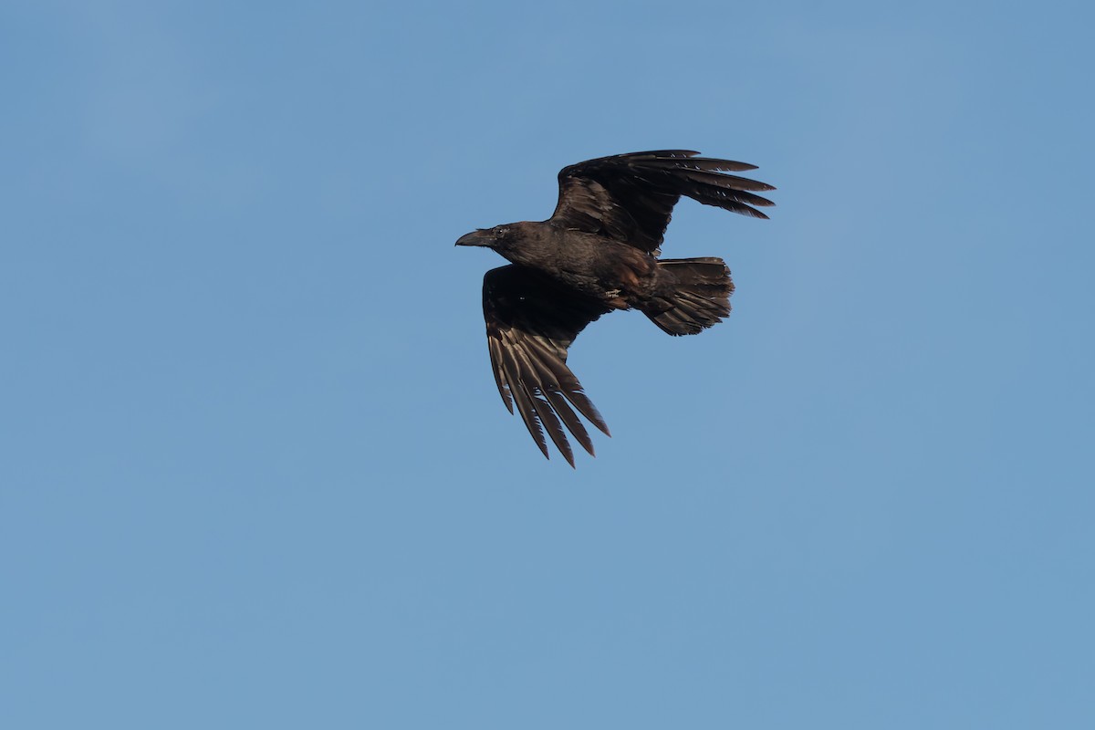 Common Raven - ML649128814