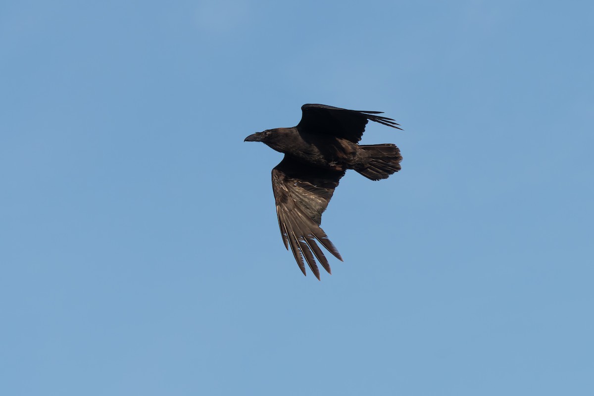 Common Raven - ML649128815