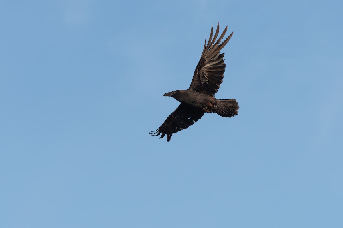 Common Raven - ML649128817