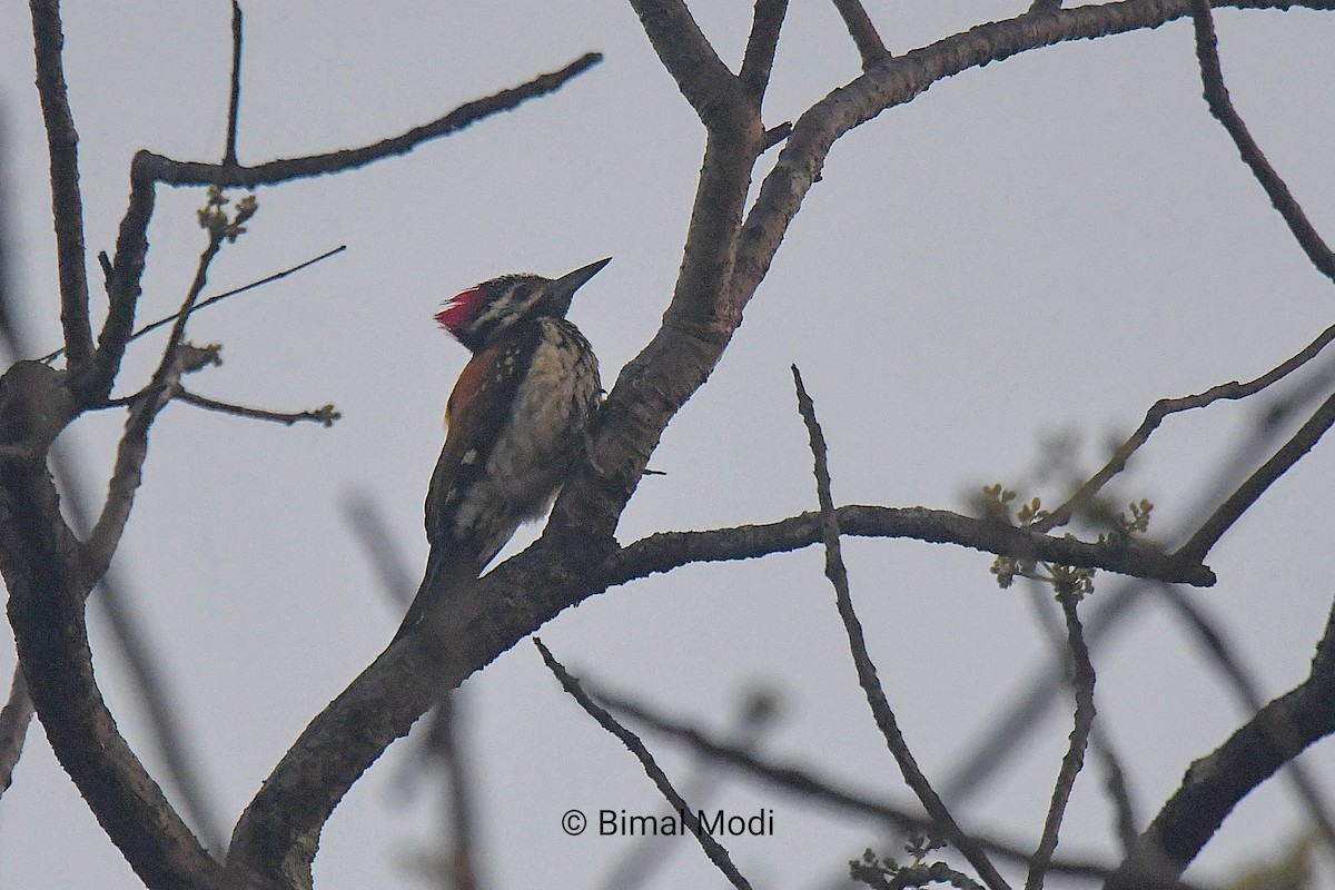 Бенгальский дятел-султан - ML649128874