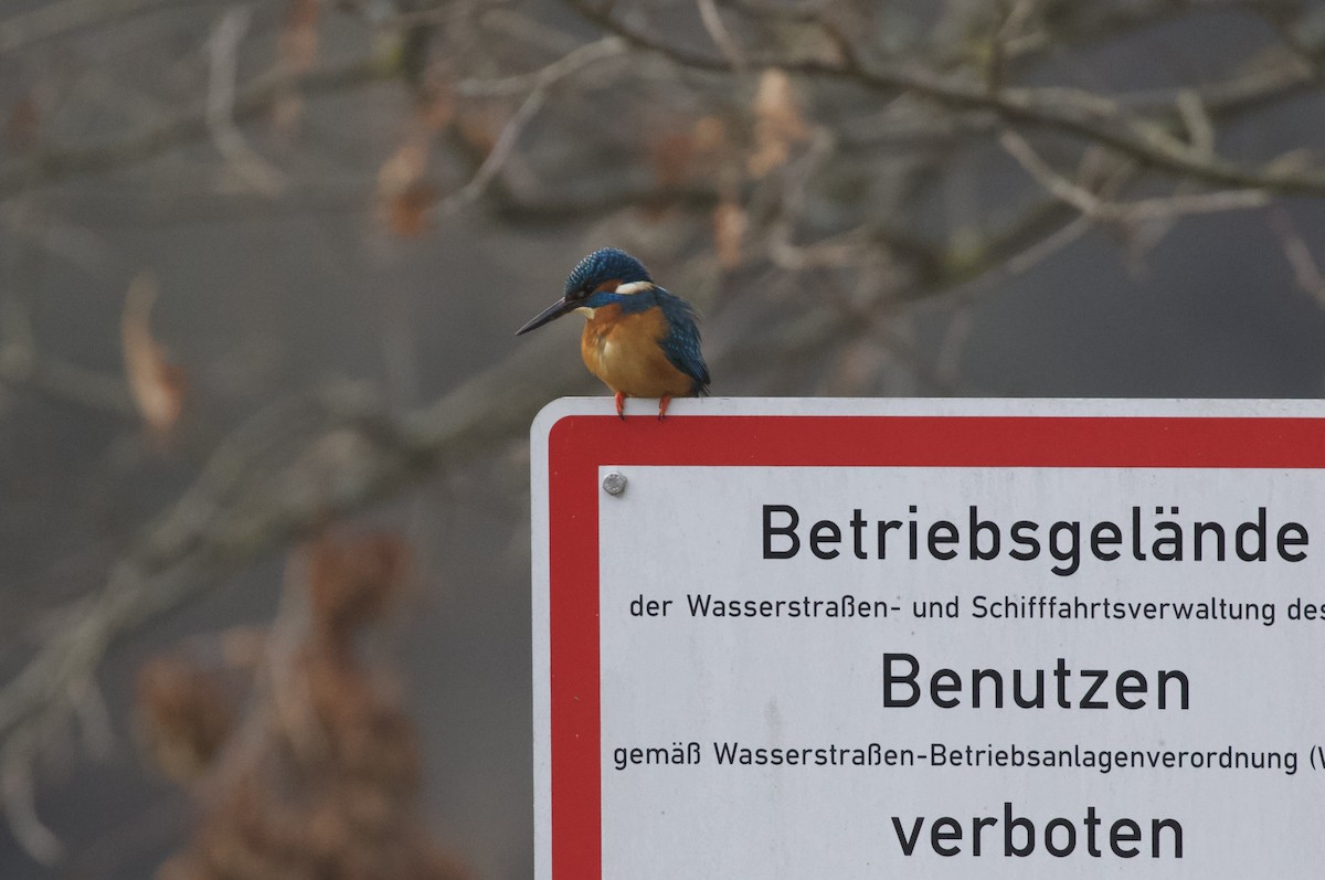 Common Kingfisher - ML649128998