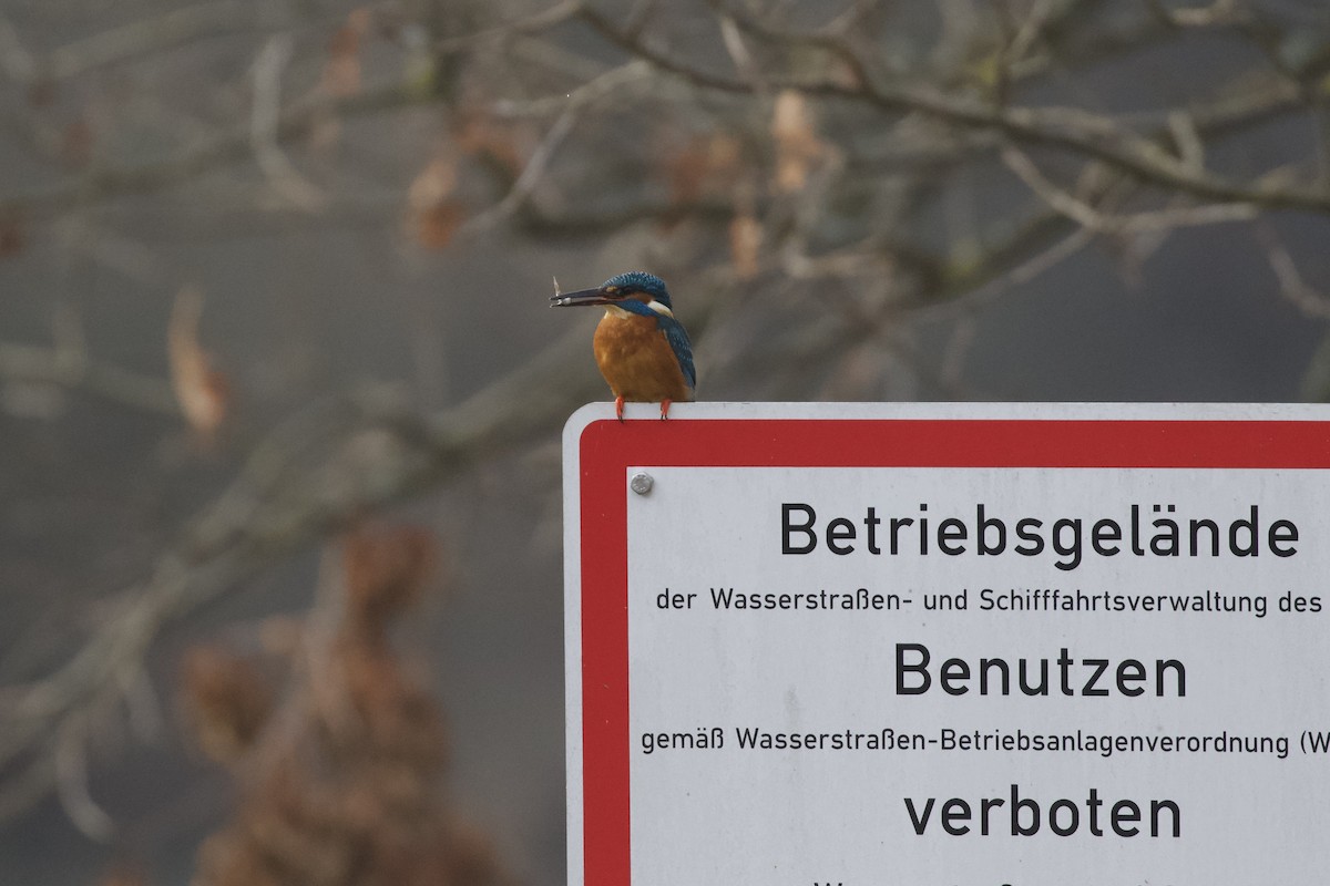 Common Kingfisher - ML649128999