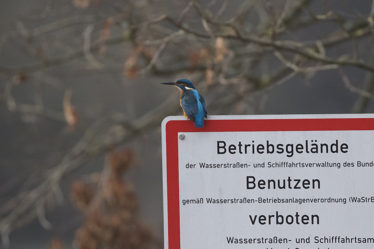 Common Kingfisher - ML649129000