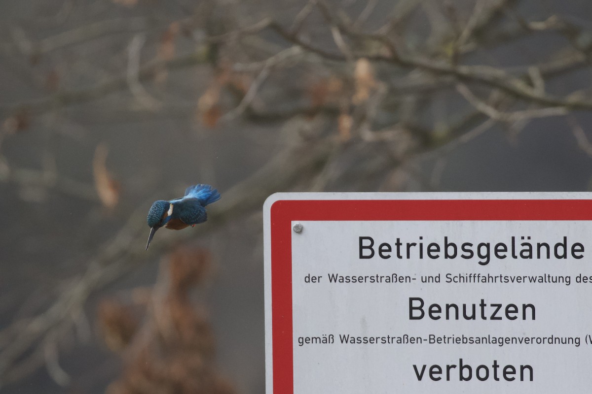 Common Kingfisher - ML649129001