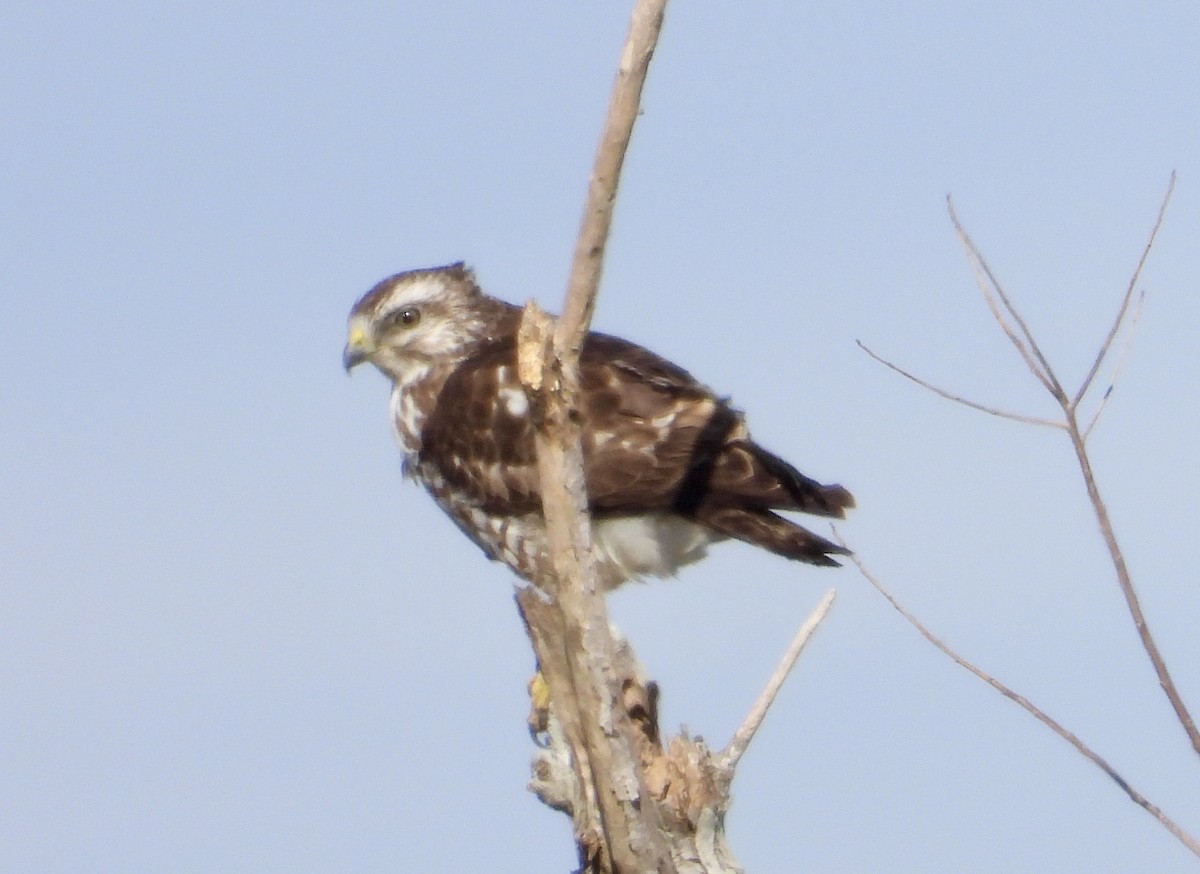 káně širokokřídlá - ML649129032