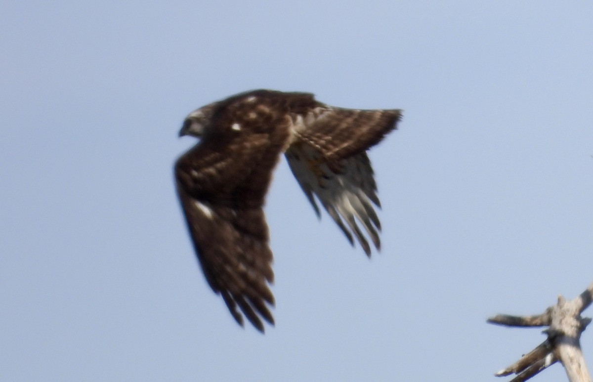 káně širokokřídlá - ML649129034