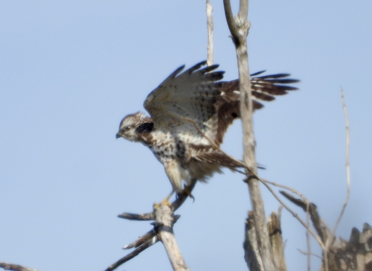 káně širokokřídlá - ML649129035