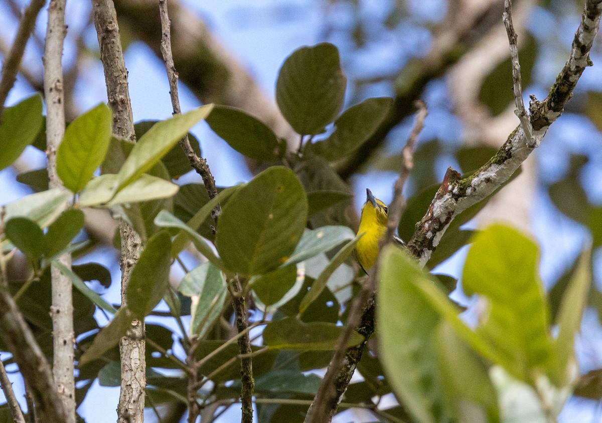 ויראו צהוב-גרון - ML649129058
