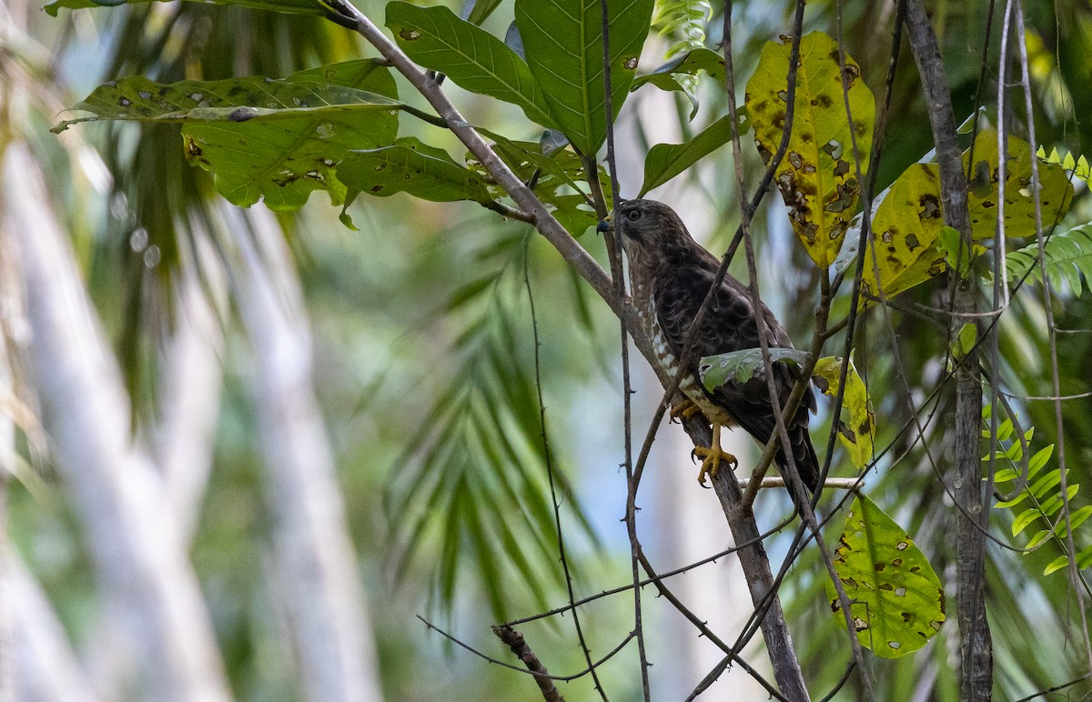 káně širokokřídlá - ML649129141