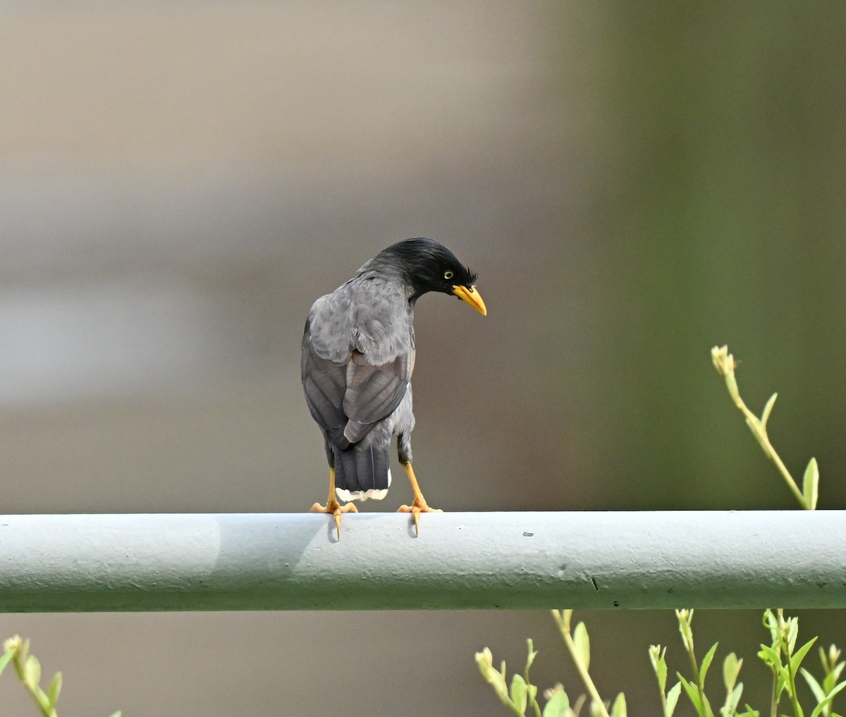 Майна яванська - ML649129534