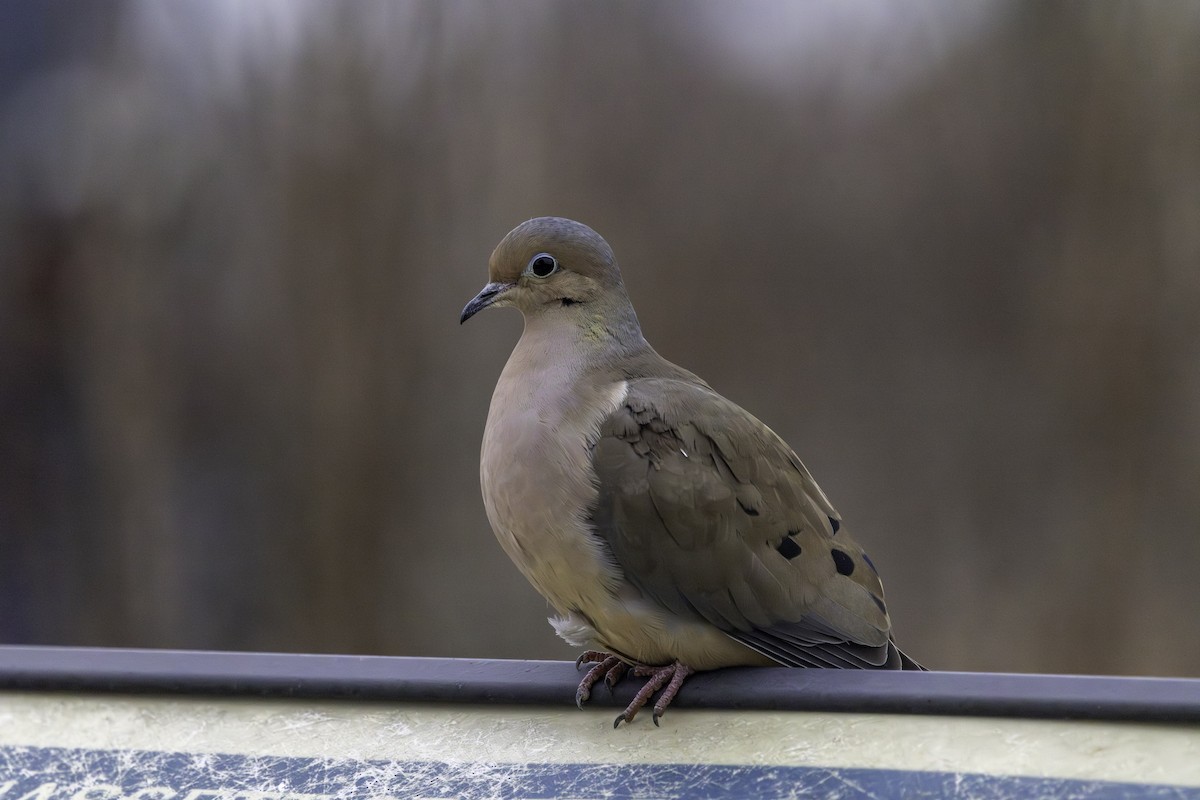 Зенаїда північна - ML649129539