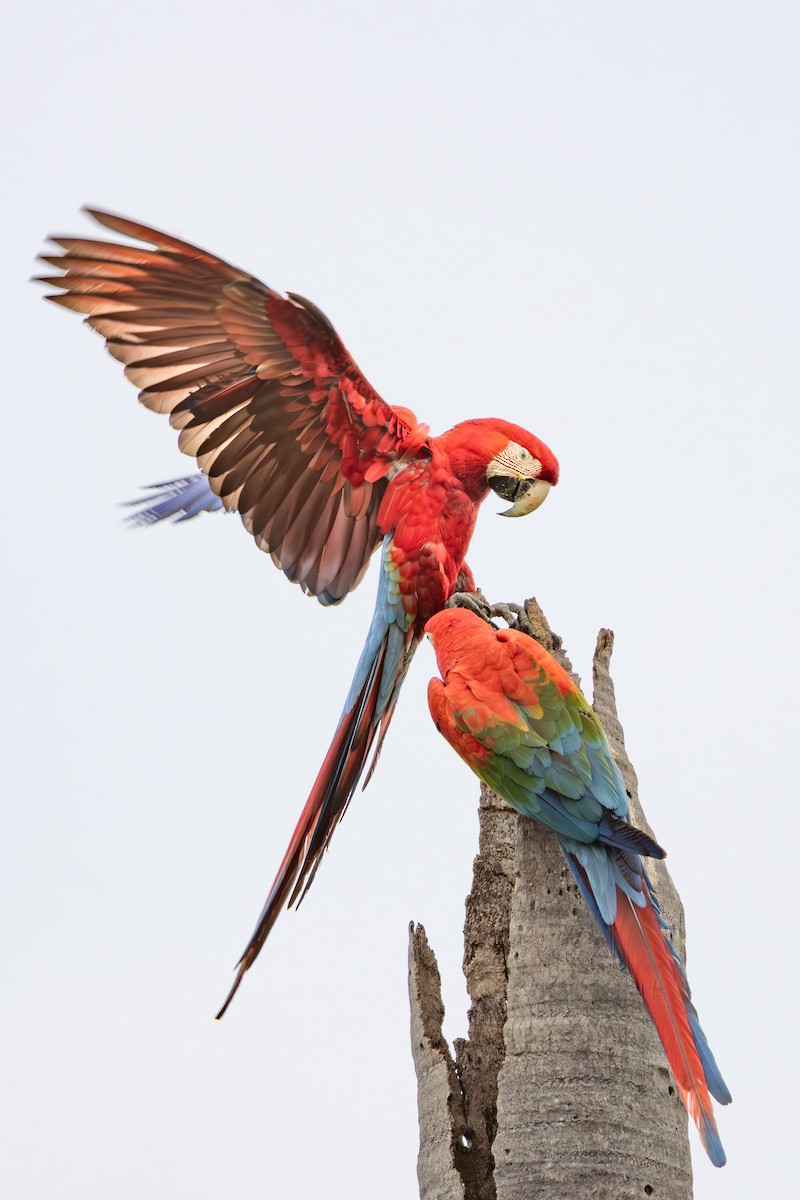 Ара червоно-зелений - ML649129540