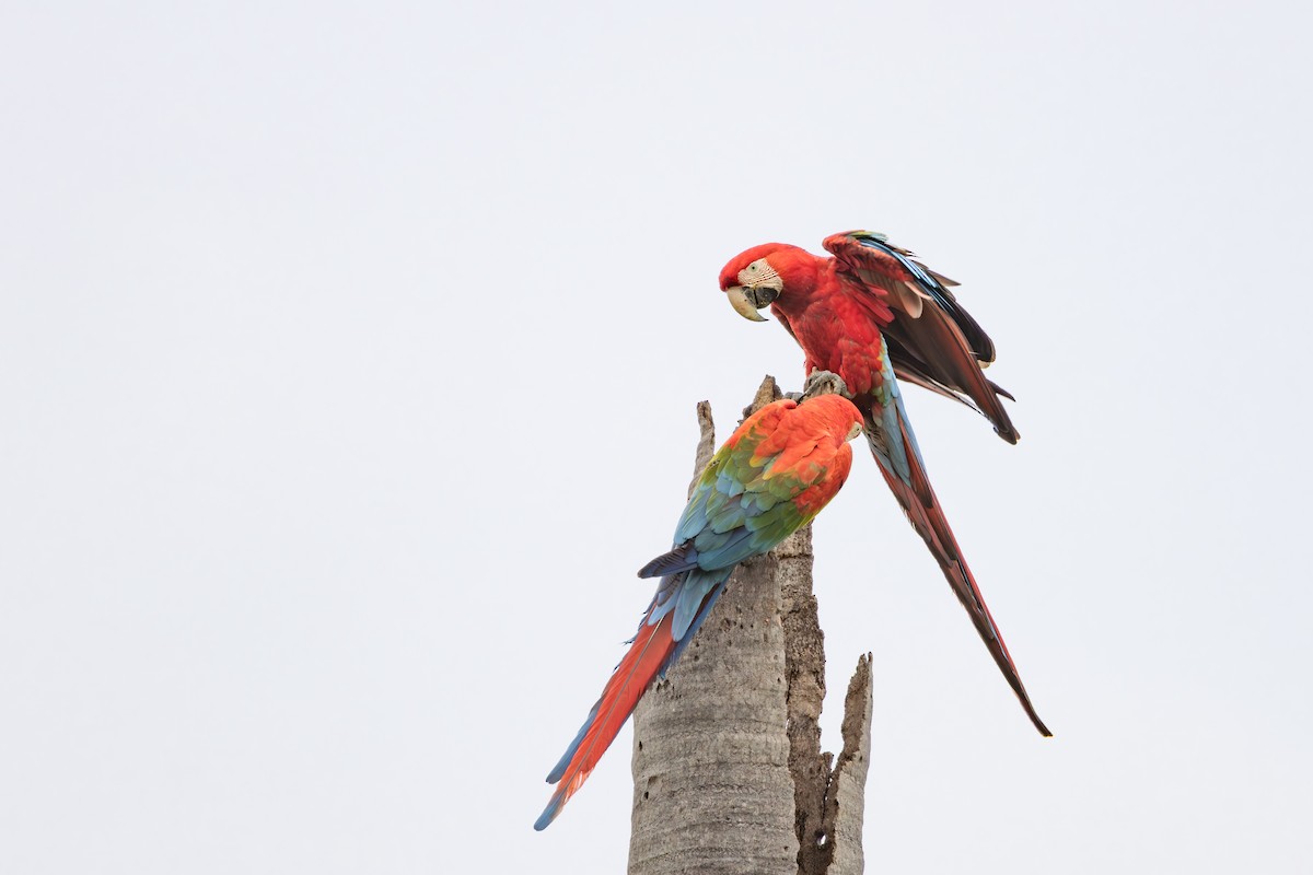 Ара червоно-зелений - ML649129541