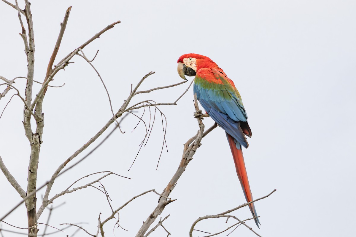 Ара червоно-зелений - ML649129542