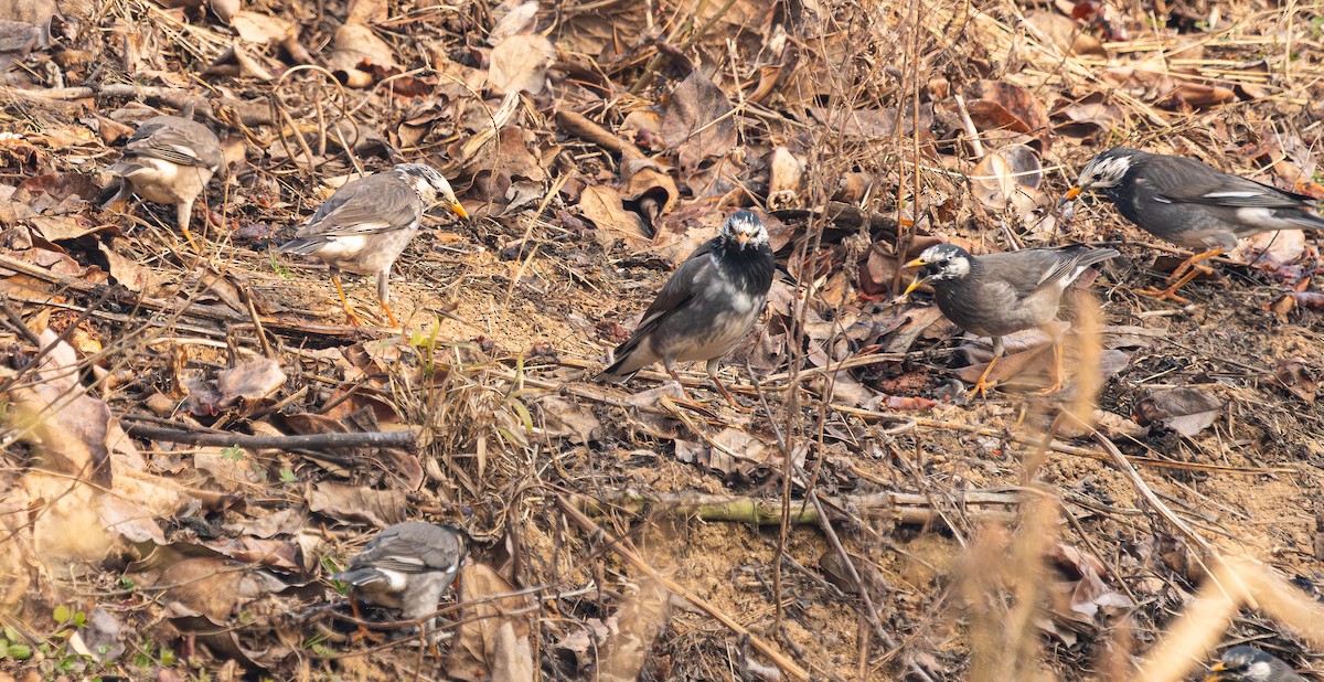 Шпак сірий - ML649129544