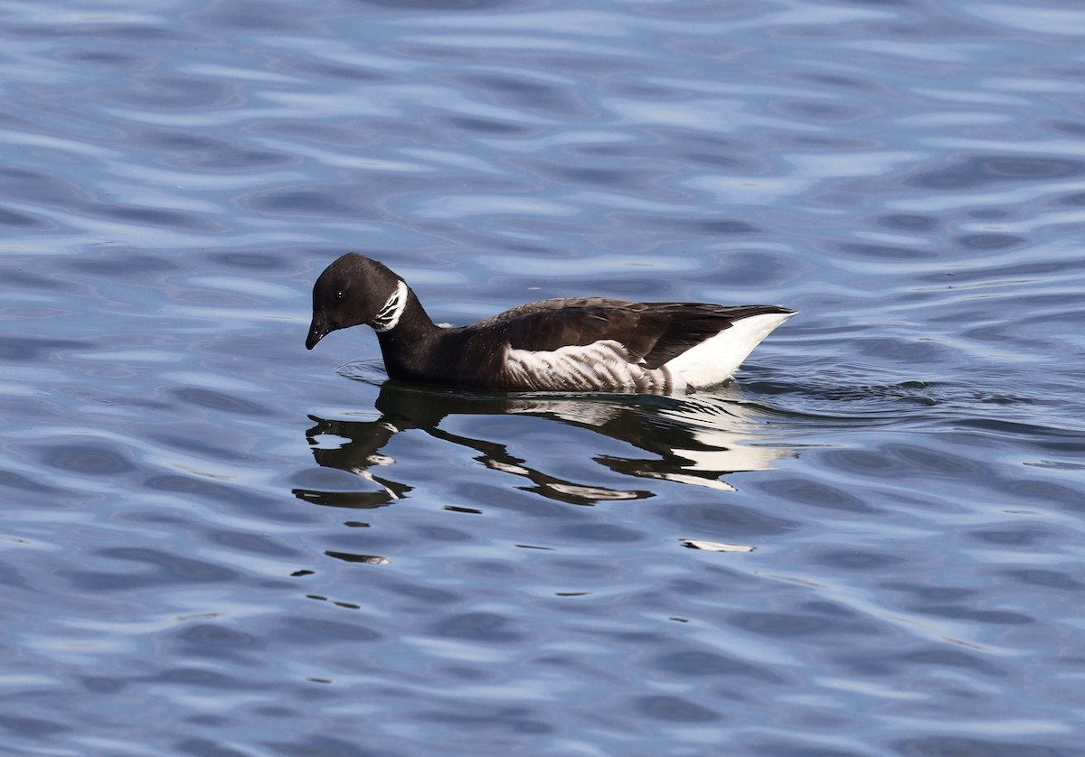 Казарка чорна - ML649129546