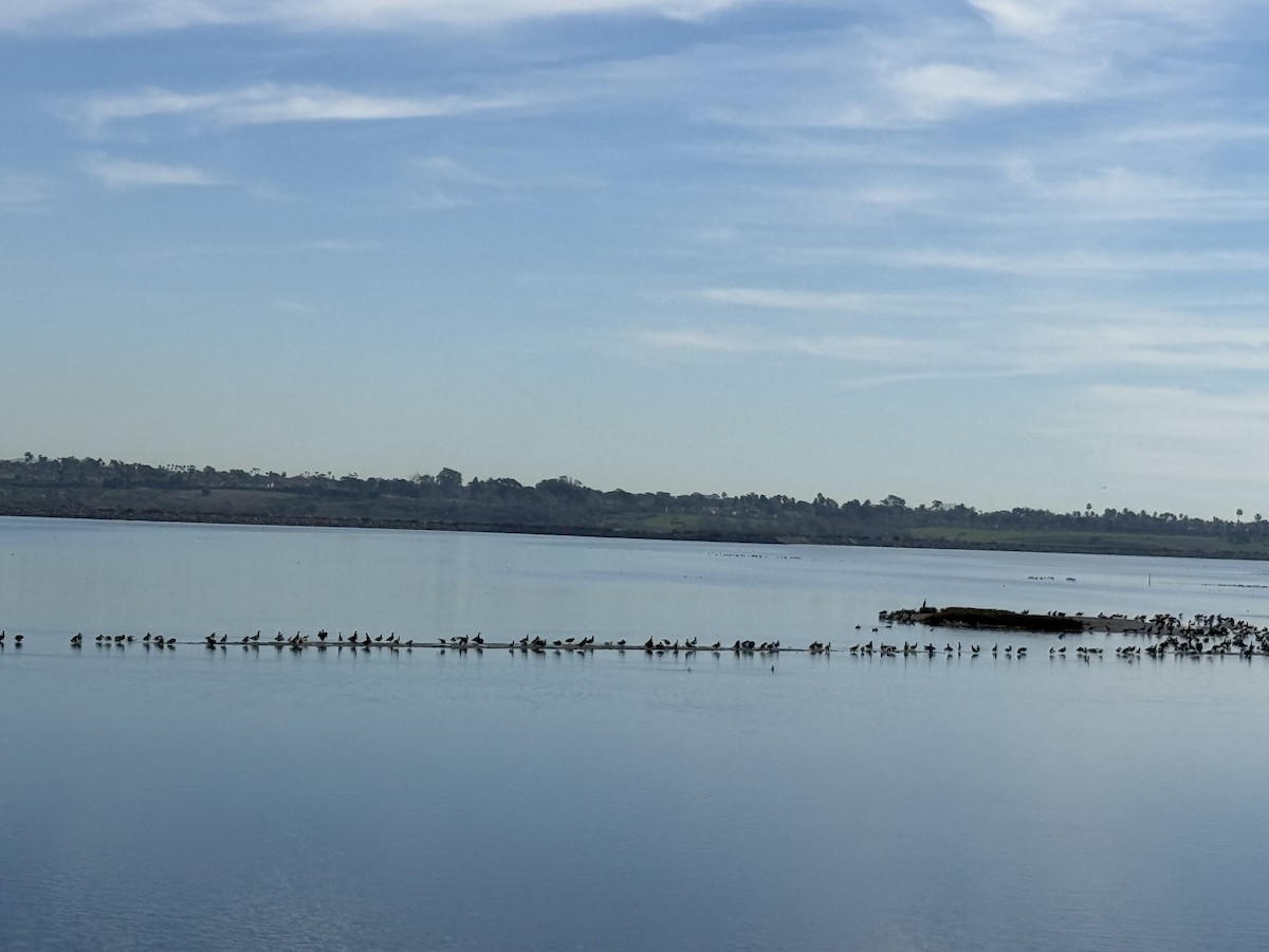 Казарка чорна - ML649129547