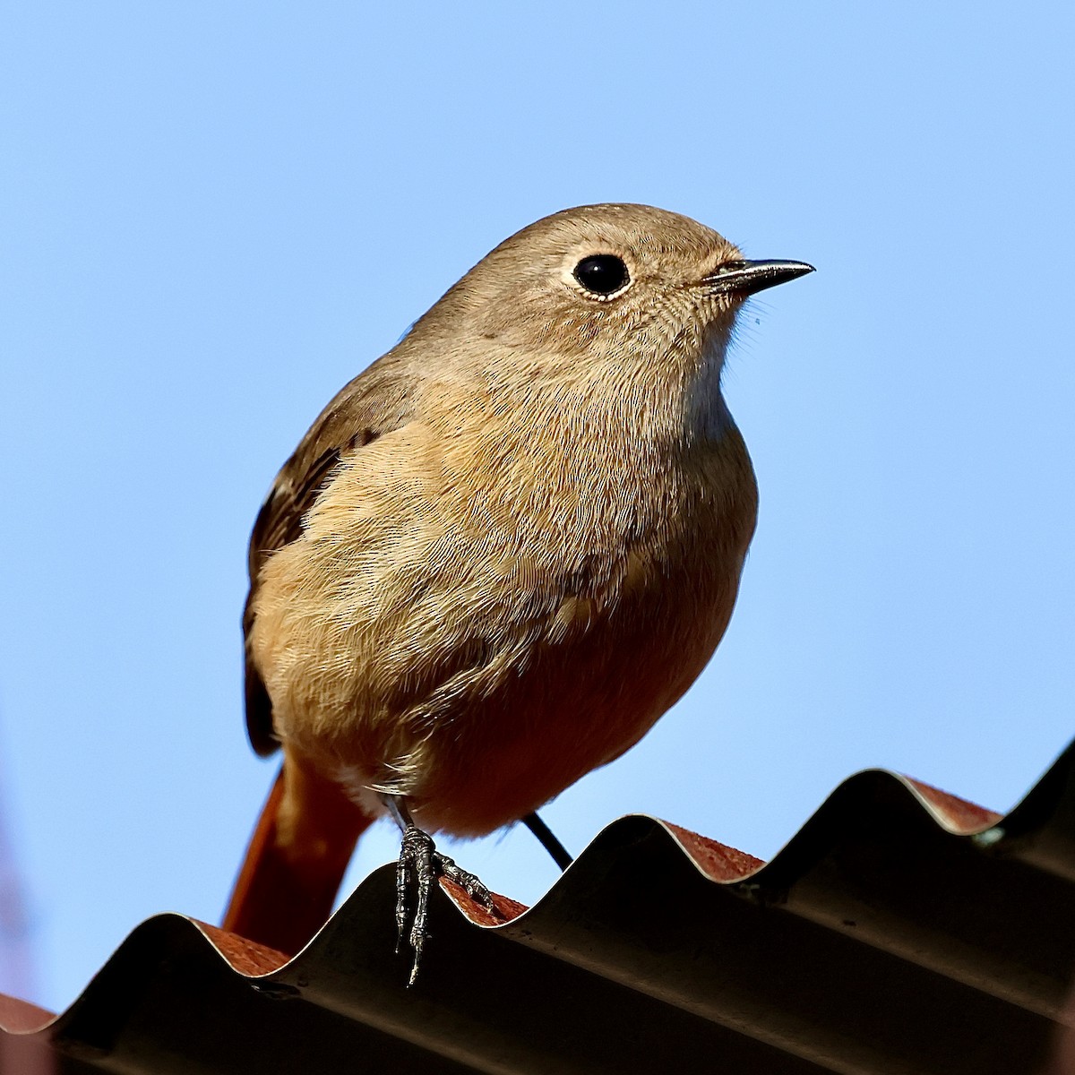 Горихвістка сибірська - ML649129548