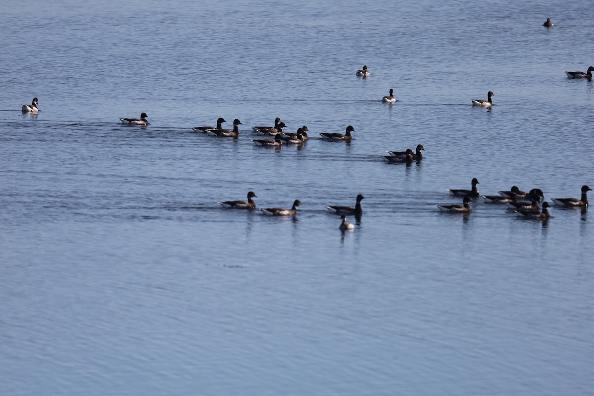 Казарка чорна - ML649129549