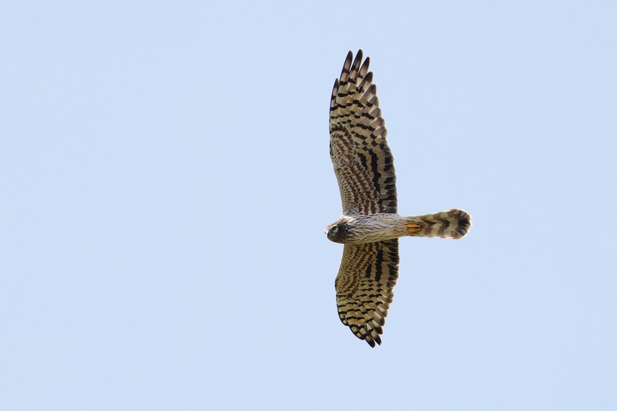 Лунь лучний - ML649129550