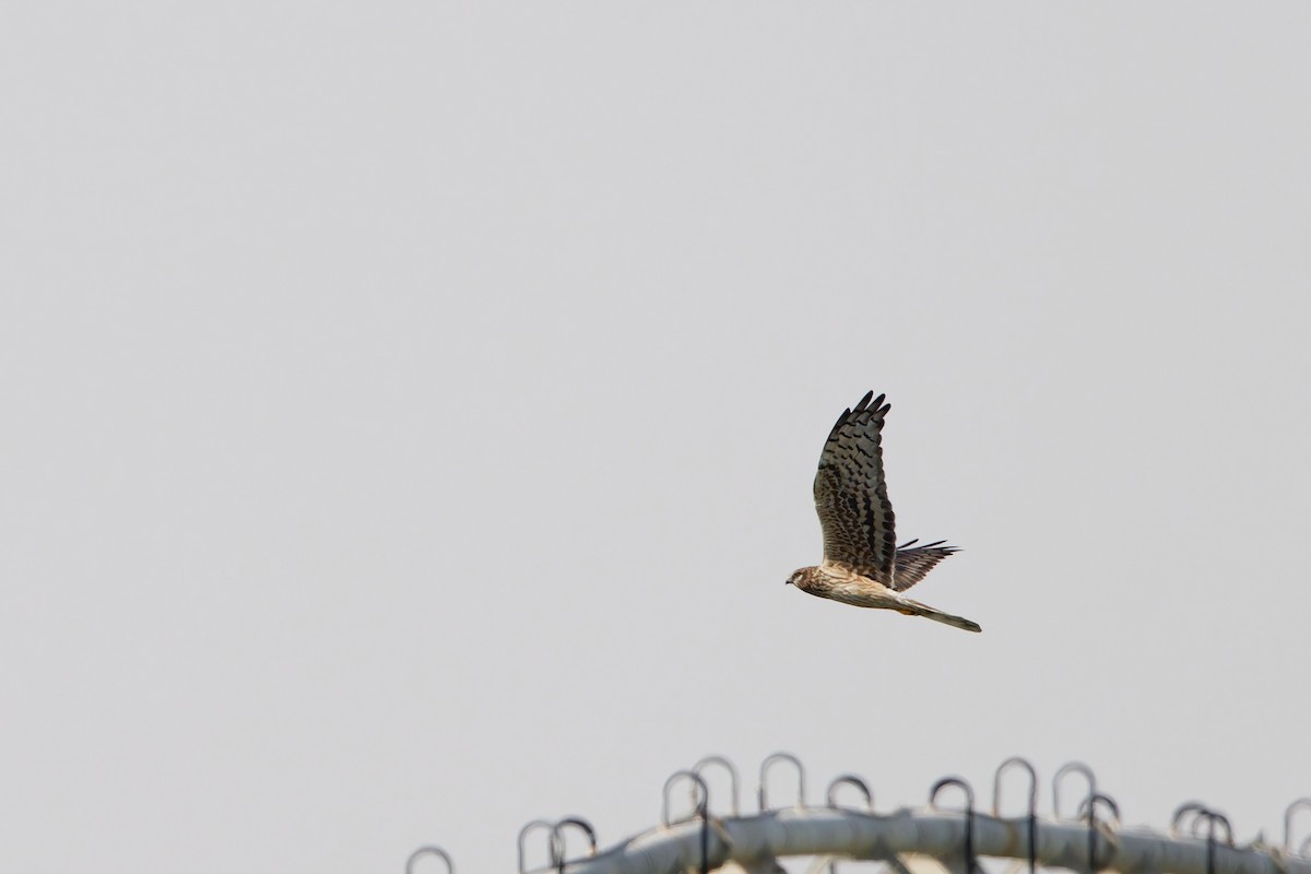 Лунь лучний - ML649129551