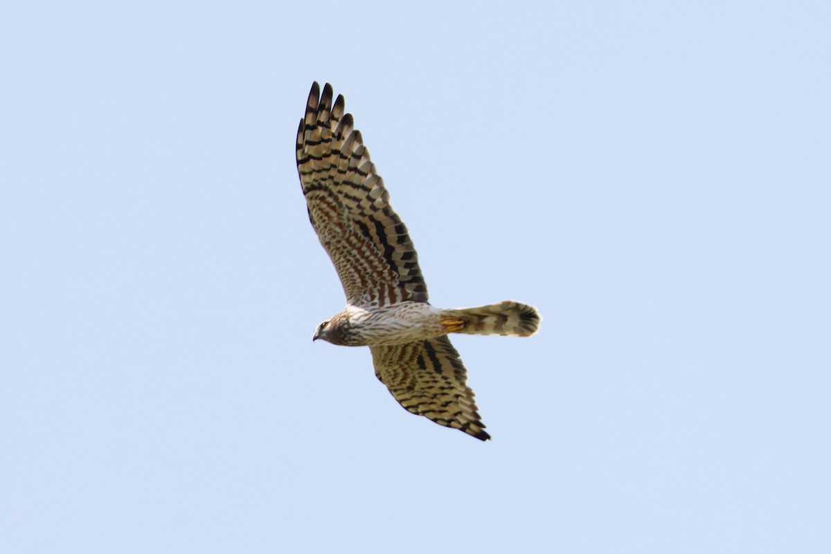 Лунь лучний - ML649129552