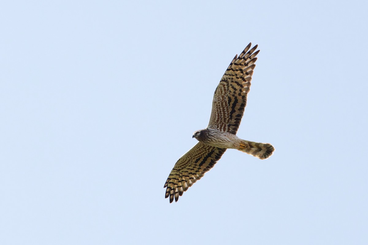 Лунь лучний - ML649129553