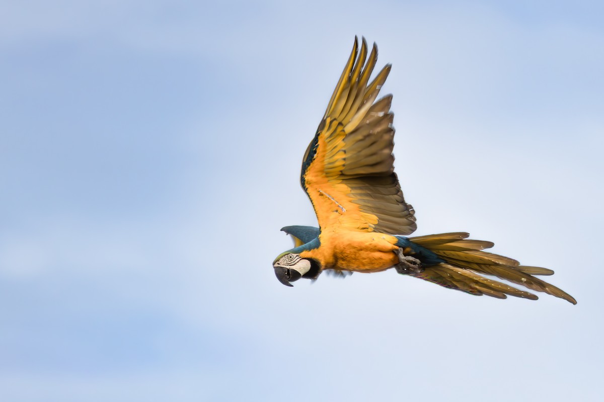 Араурана - ML649129554