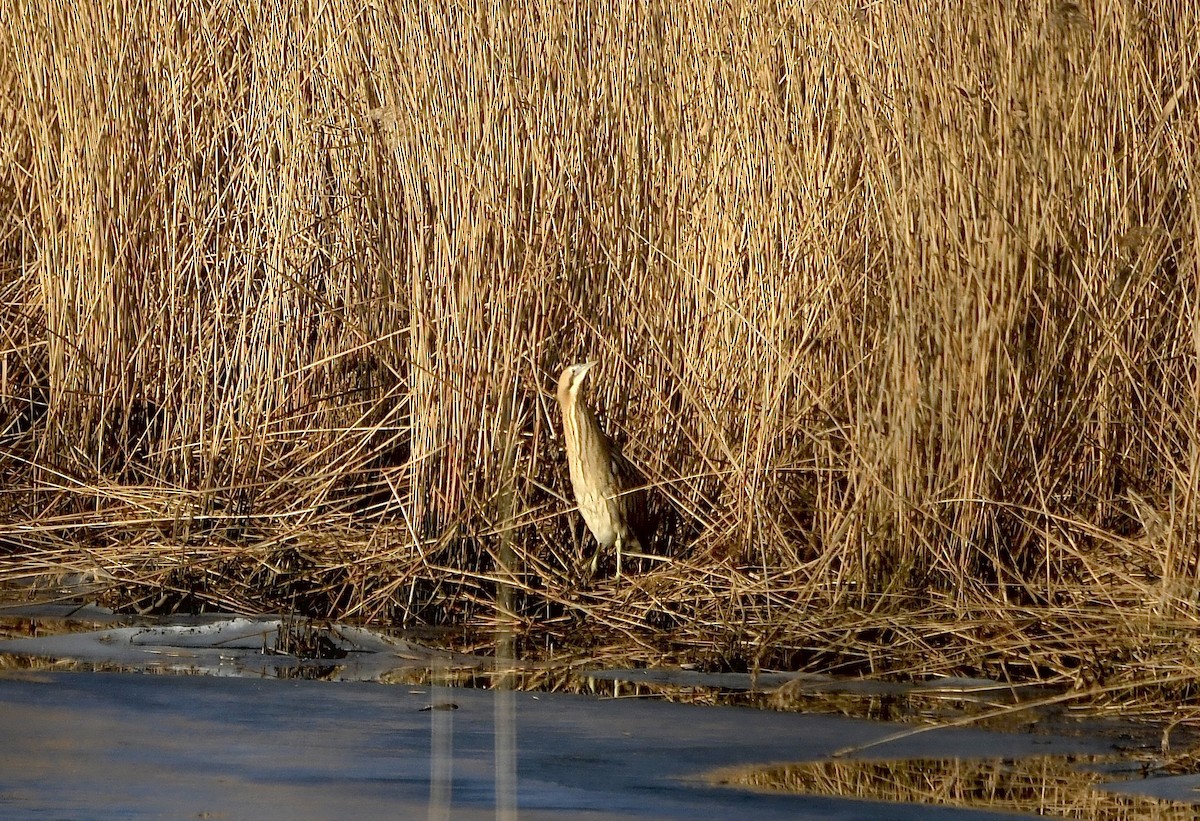 Бугай водяний - ML649129555