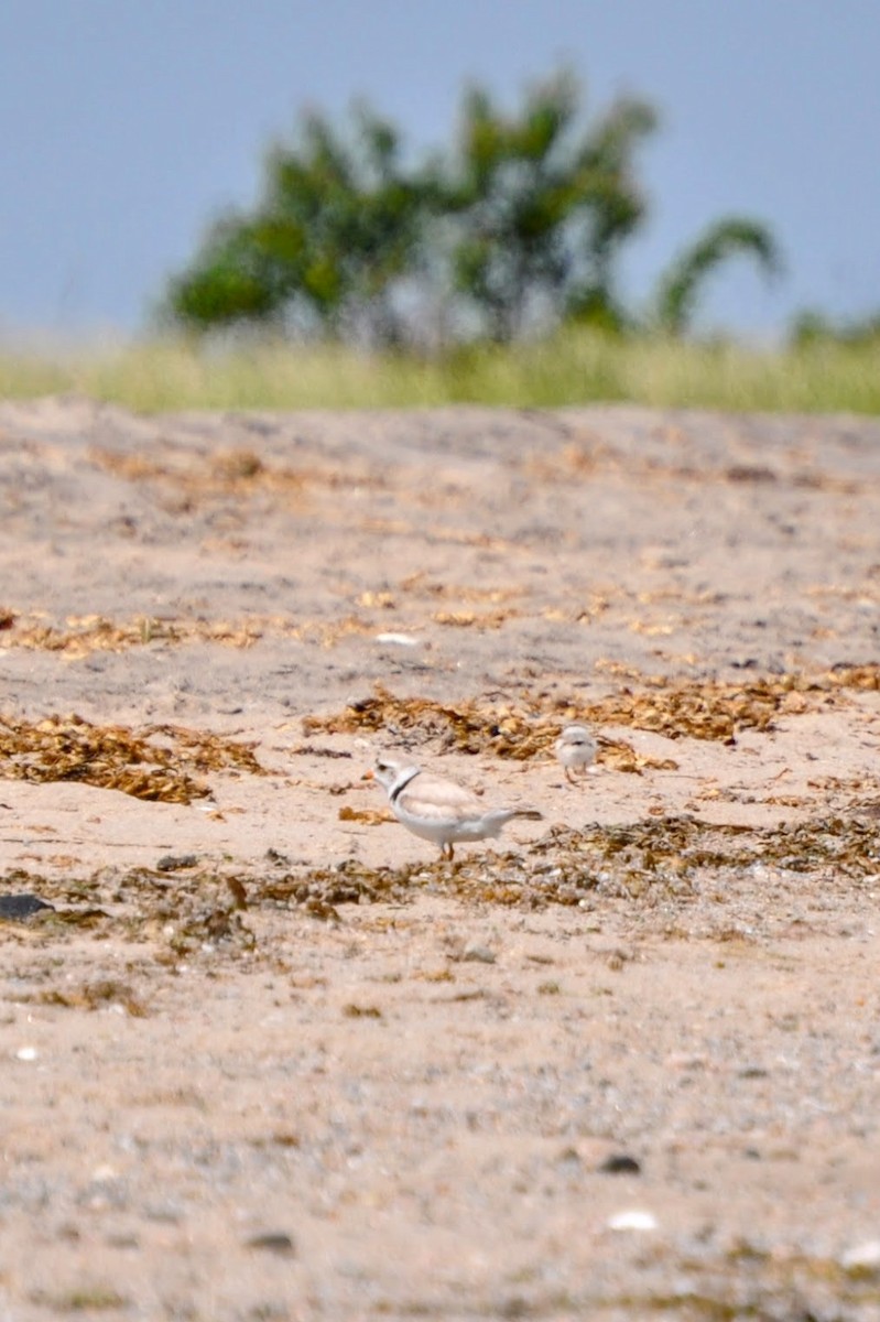 Пісочник жовтоногий - ML649129556