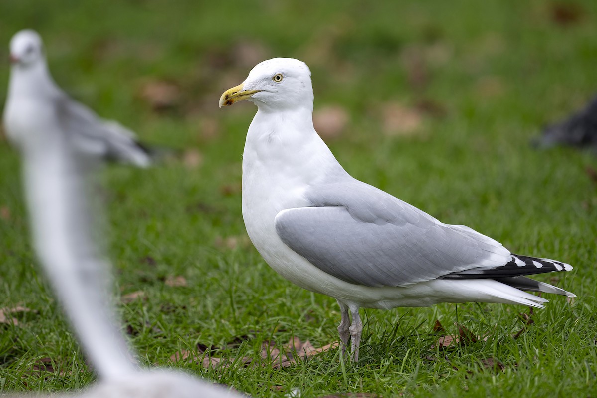 Мартин сріблястий - ML649129558