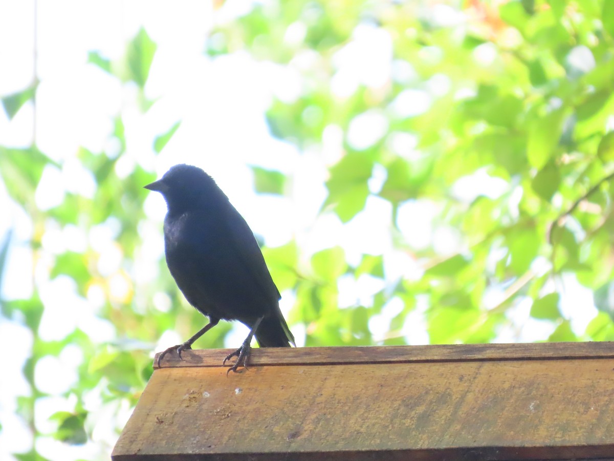 Вашер синій - ML649129559