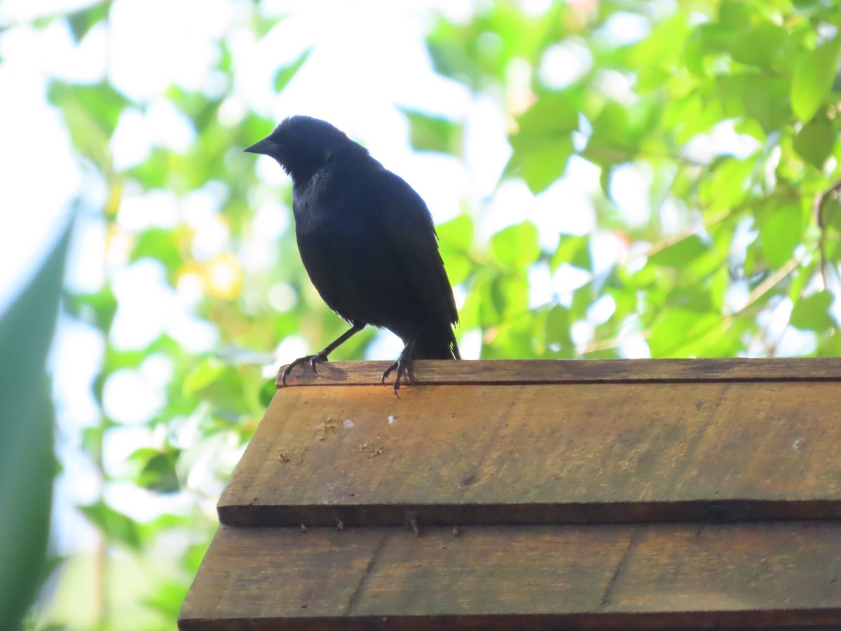 Вашер синій - ML649129560