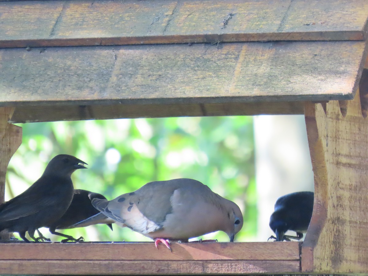 Вашер синій - ML649129562