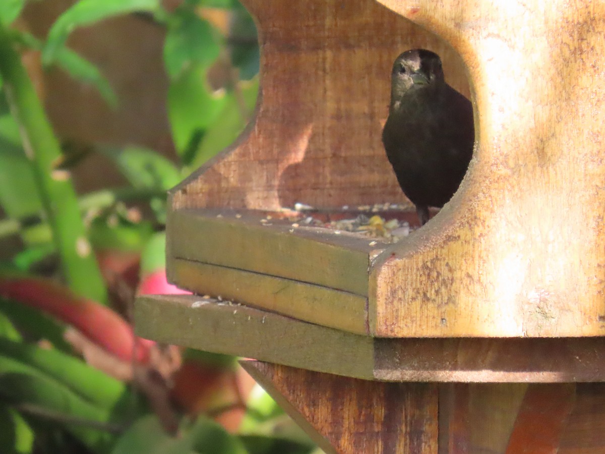 Вашер синій - ML649129565