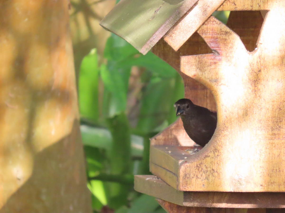 Вашер синій - ML649129569