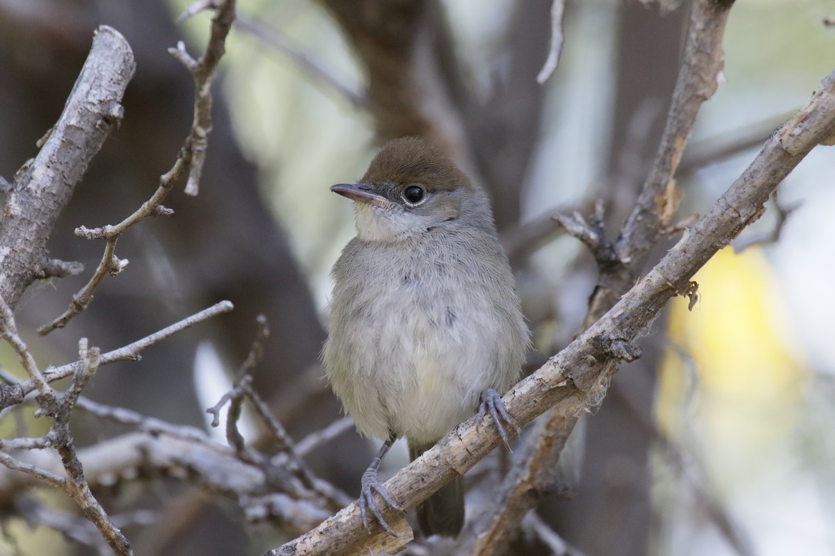 Кропив'янка чорноголова - ML649129571