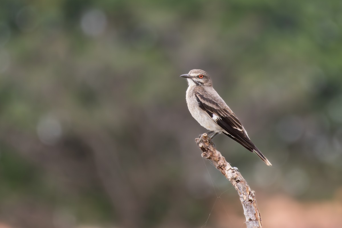 Монжита чорновуса - ML649129573