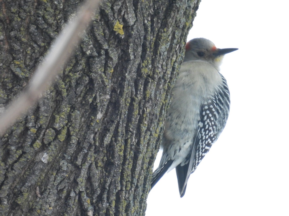 Red-bellied Woodpecker - ML649129898